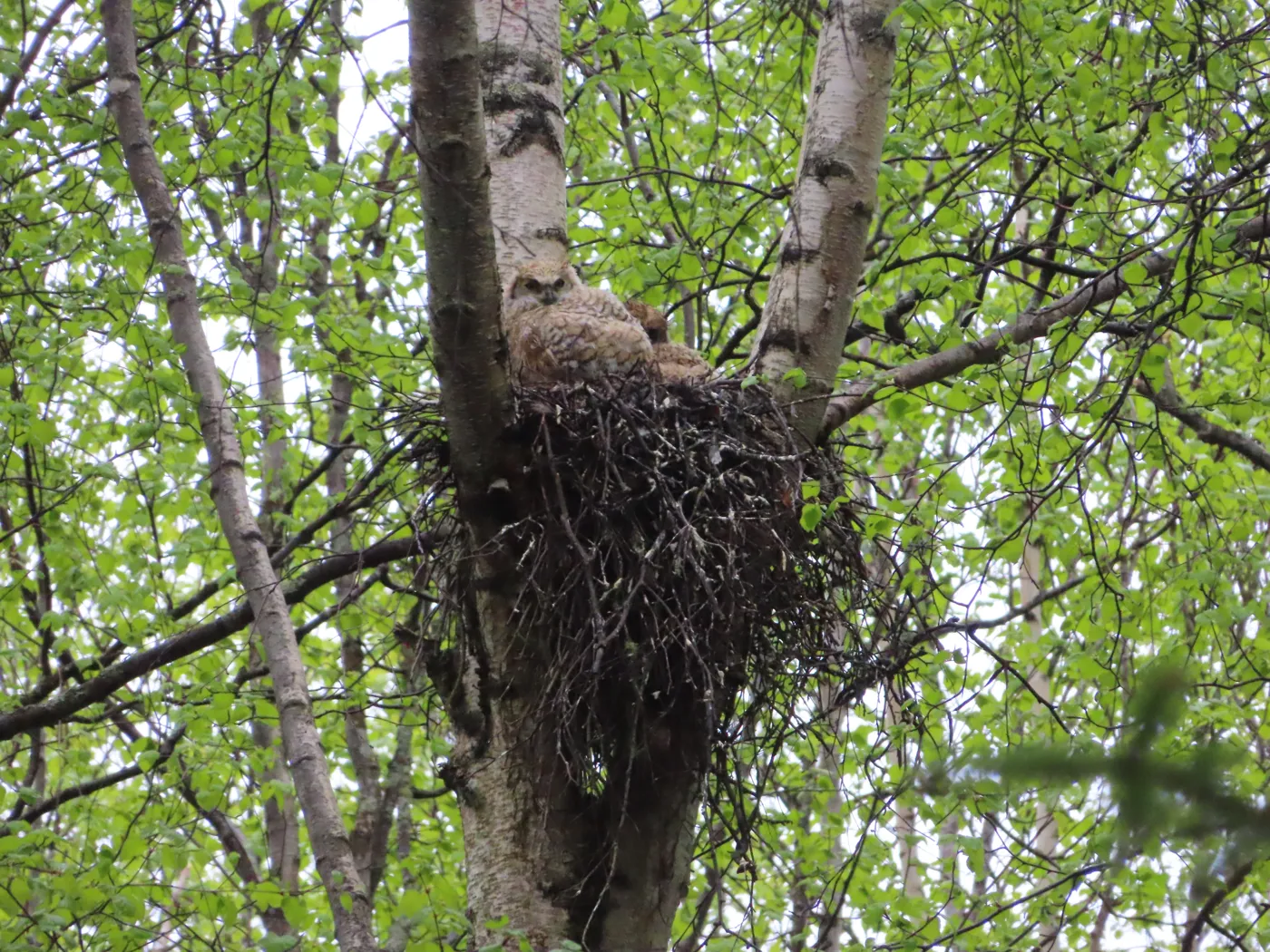 Two fluffy Great Horned Owl nestlings sit in a large stick nest high in a birch tree